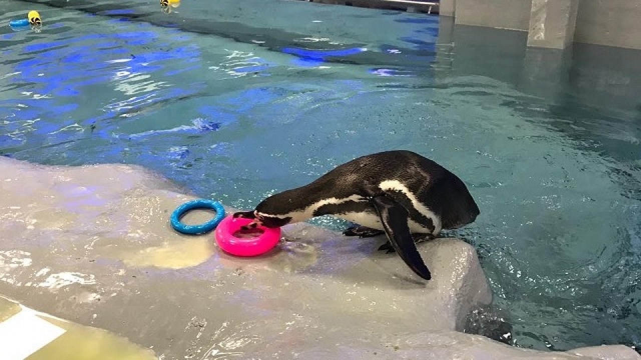 Humboldt penguins in Byculla Zoo