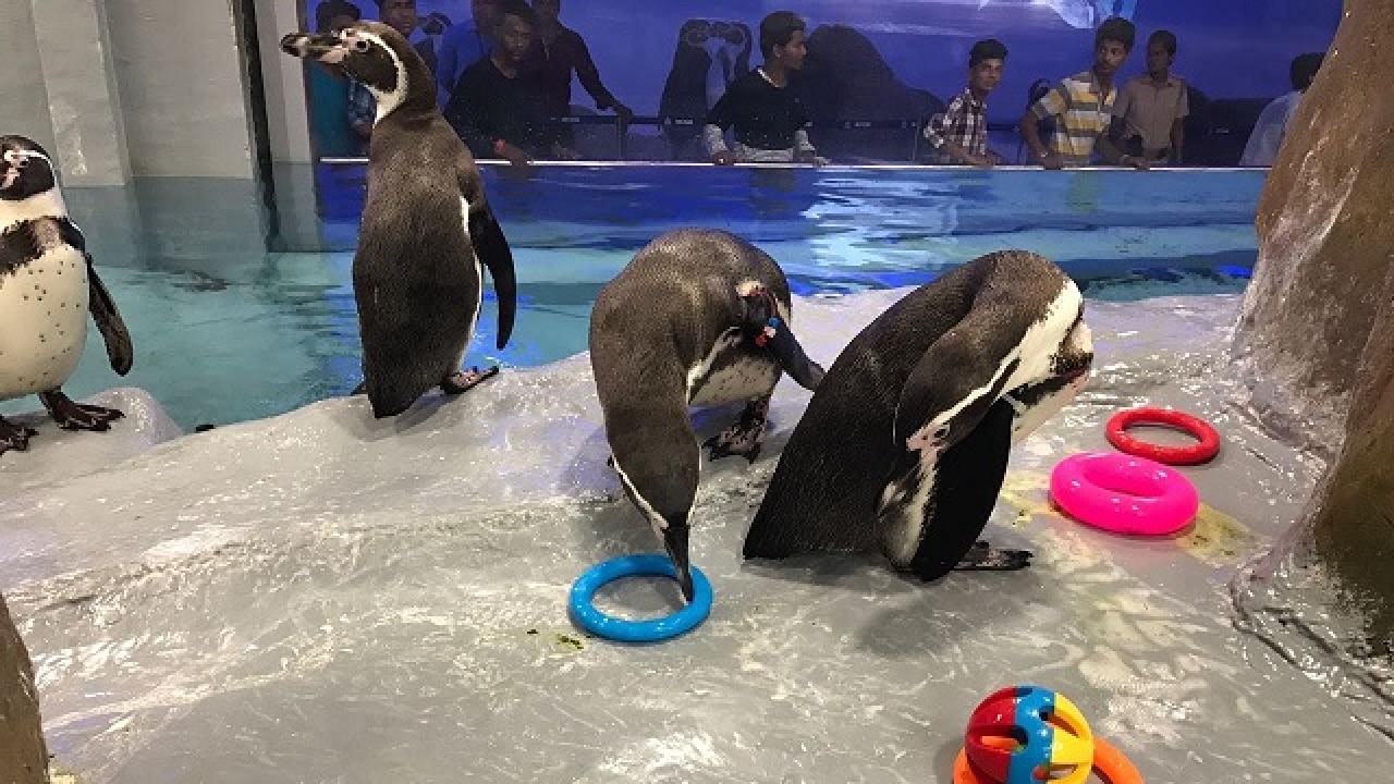 Humboldt penguins in Byculla Zoo