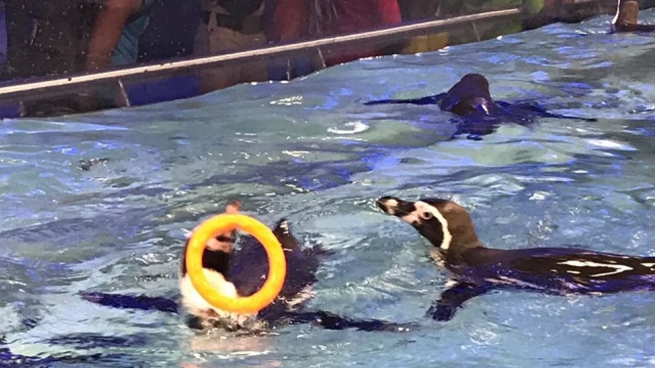 Humboldt penguins in Byculla Zoo