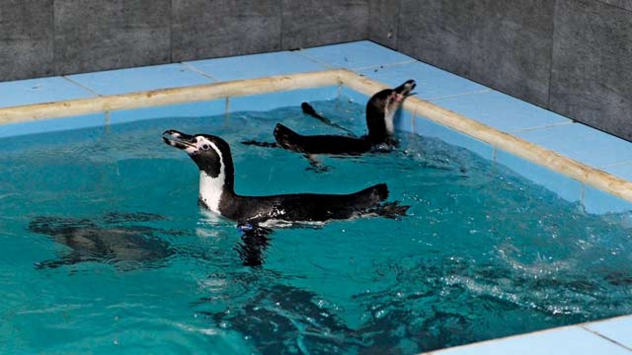 Humboldt penguins in Byculla Zoo