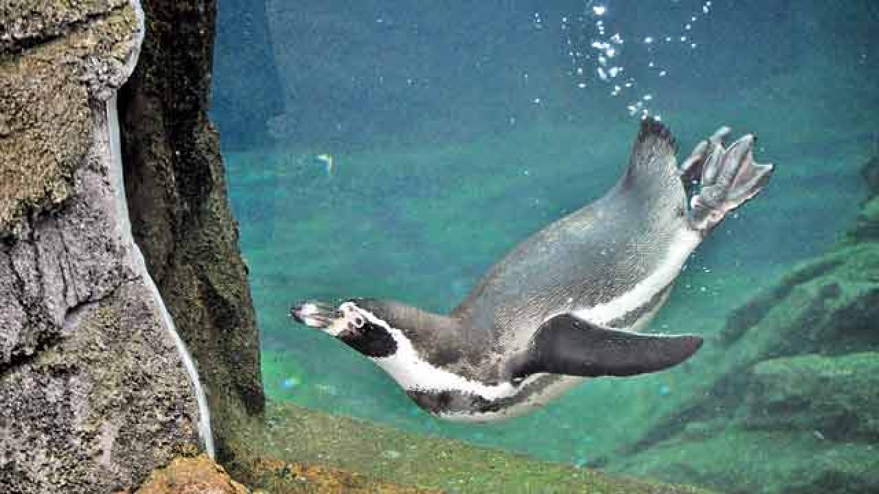 Humboldt penguins in Byculla Zoo