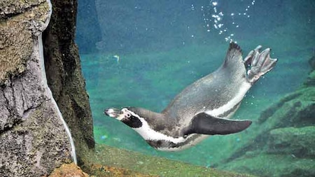 Humboldt penguins in Byculla Zoo