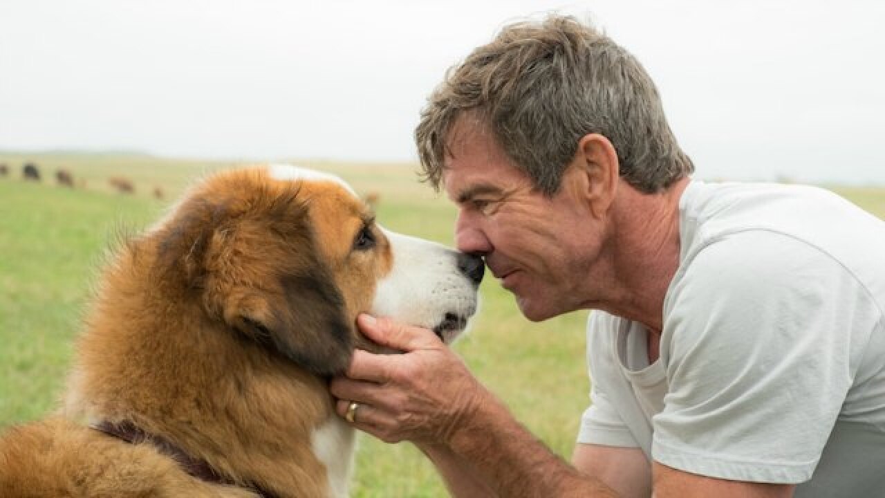 'A Dog's Purpose' review: This one hits you right in the feels