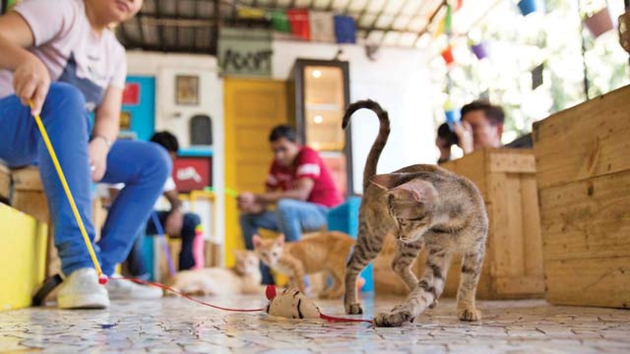 It's cats and dogs everywhere at India's only Cat Cafe