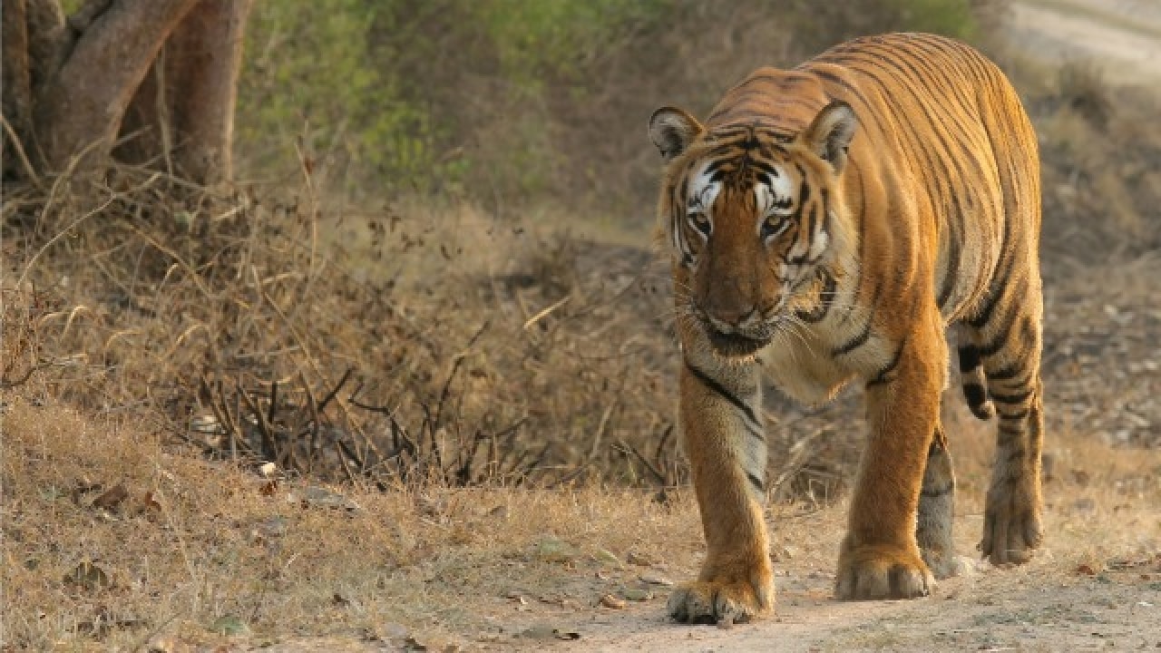 Prince, the famous tiger from Karnataka's Bandipur National Park, is dead