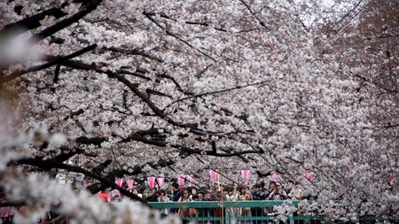 Sakuras in Tokyo