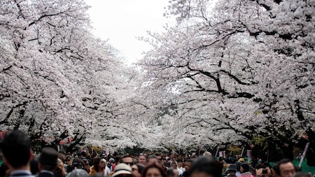 Blossoms in Tokyo