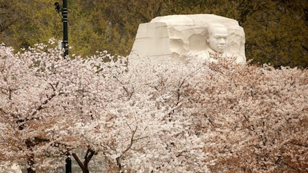 Martin Luther King Jr. engulfed in blossoms