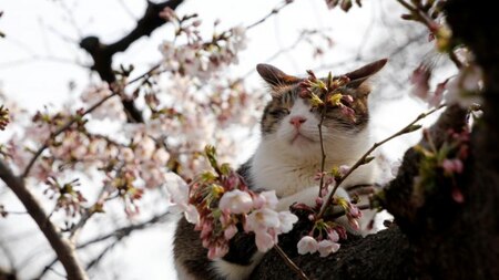 A cat perched in a cherry tree