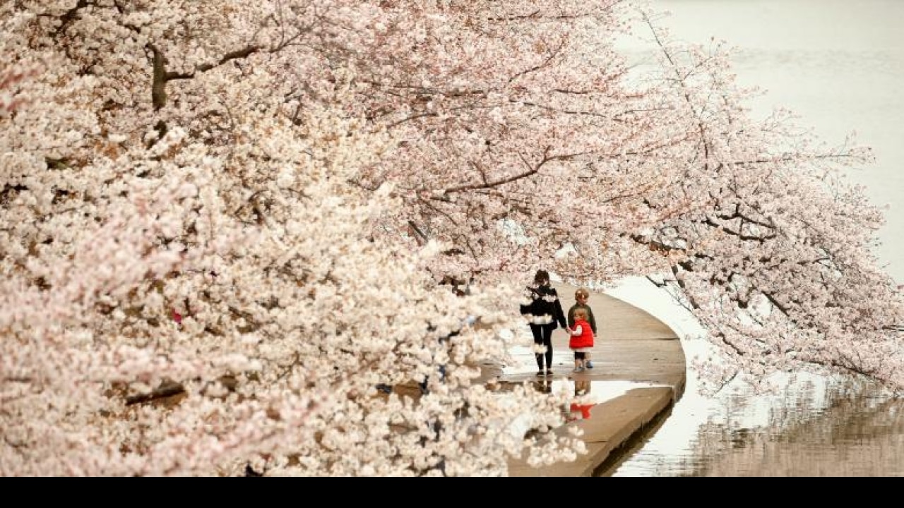 Canopy of blossoms