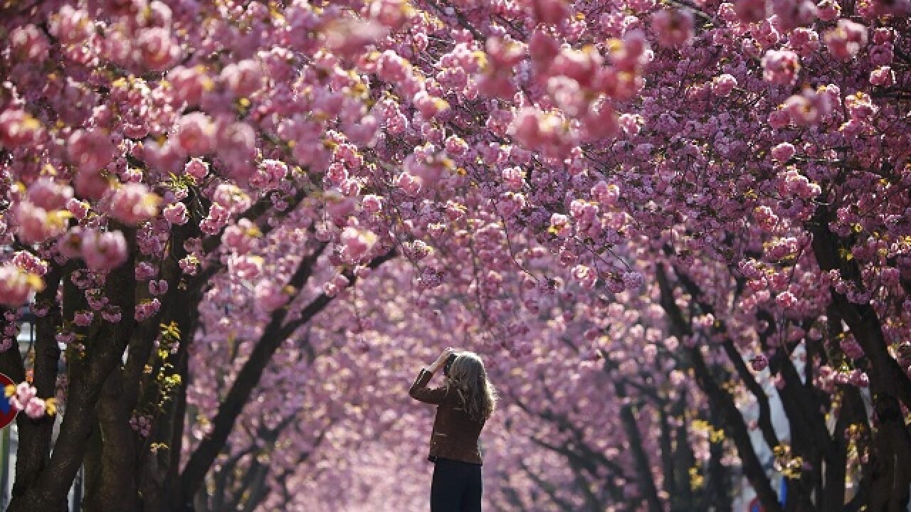 Cherry Blossom Avenue