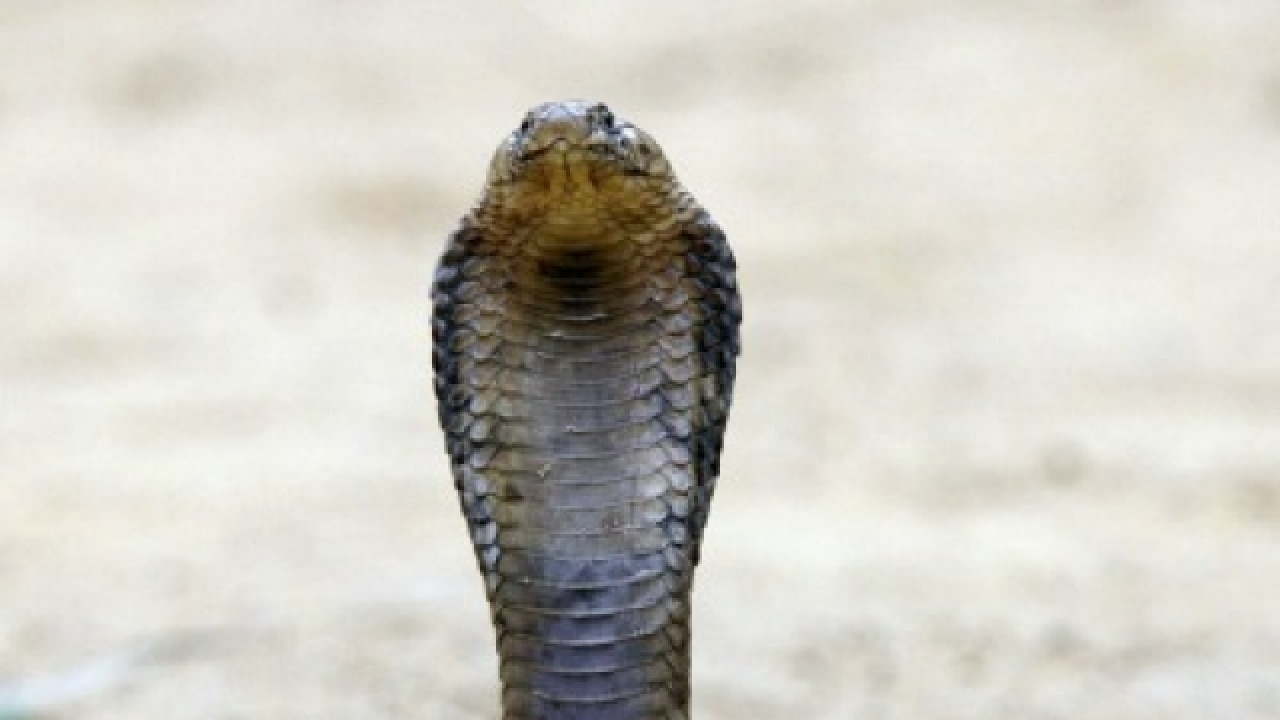 WATCH: Cobra bites man who took selfie with it