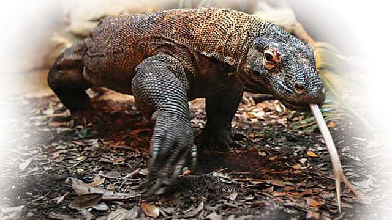 Komodo Dragon Vs Alligator Fight