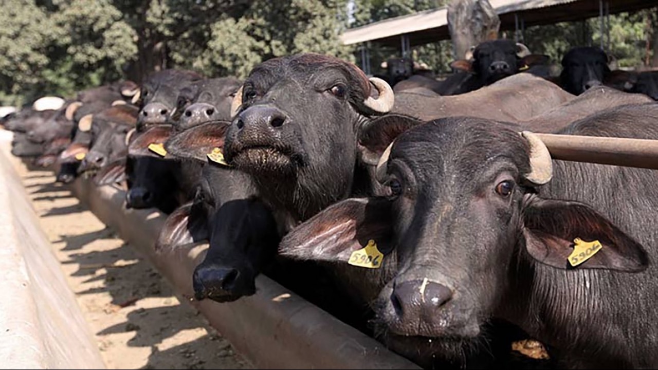 Three men transporting buffaloes attacked by animal rights activists in  South Delhi