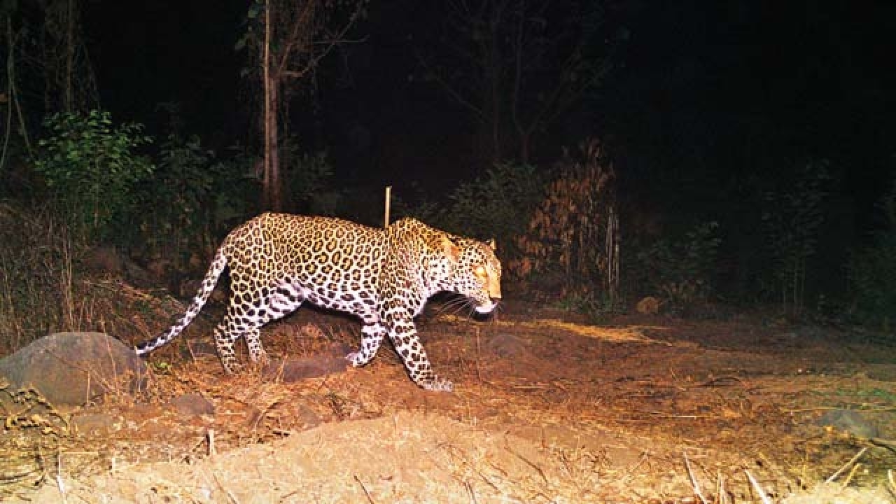 Study finds 5 leopards in Tungareshwar