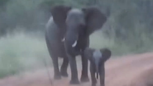WATCH Baby elephant joins its mother in the cutest elephant attack on safari visitors