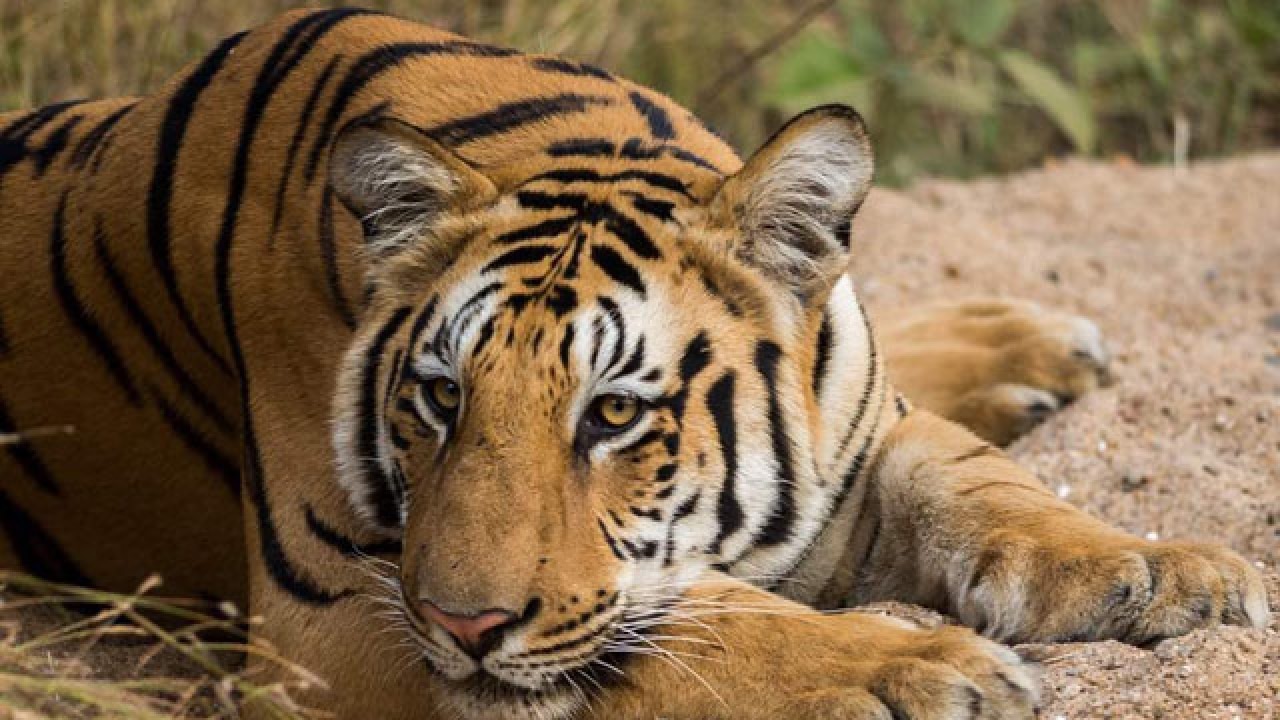 Maharashtra: Srinivas tiger from Nagbhid ranges dies of electrocution