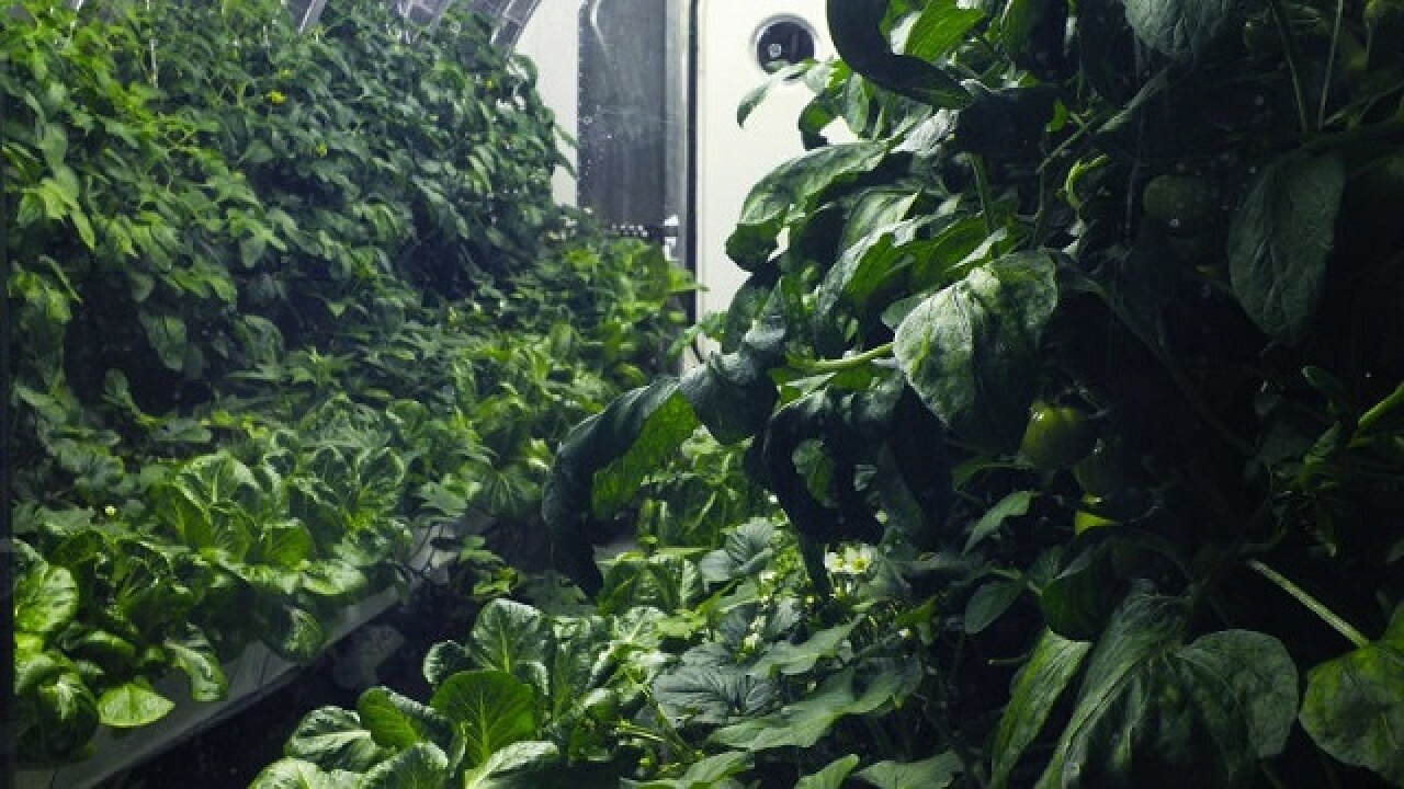 NASA's inflatable greenhouse could produce oxygen, feed astronauts on Mars