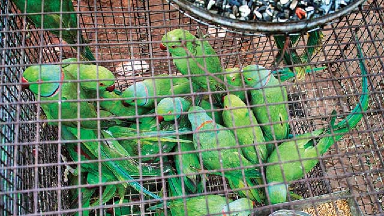 birds shop in kurla