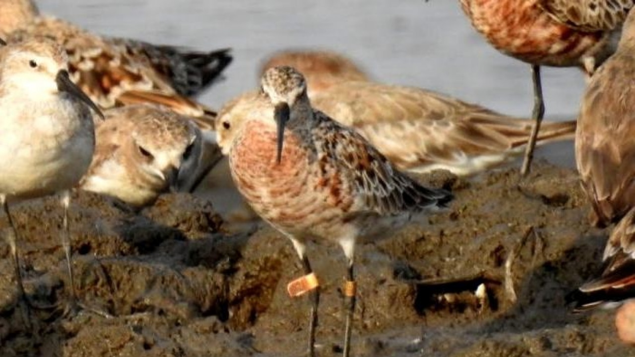 Mumbai Migratory birds tagged in 2015 resighted at Sewri