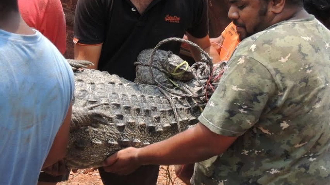 Crocodile rescue turns wild at Mahad