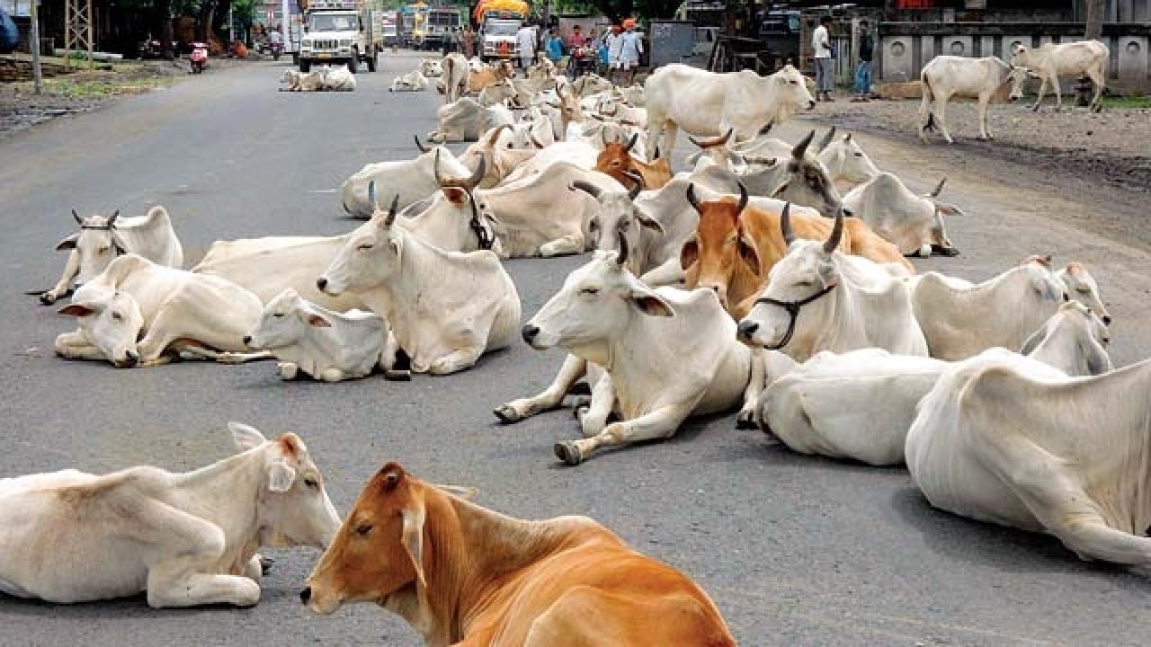 Ban on cow slaughter