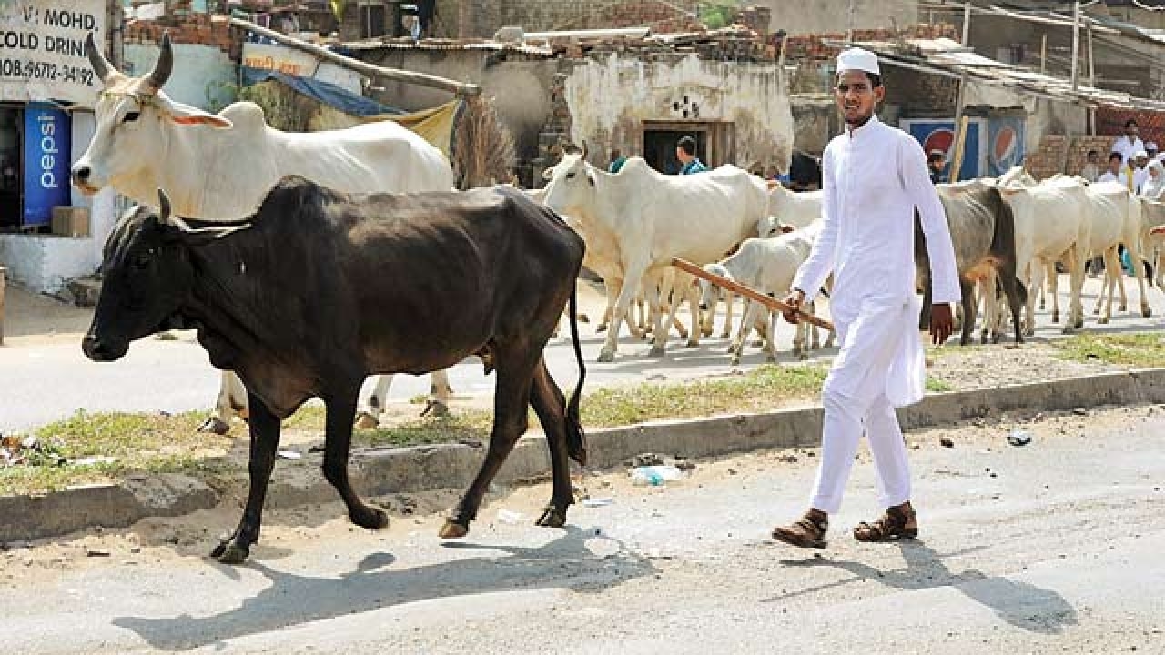 Ban on cattle slaughter evokes strong reactions