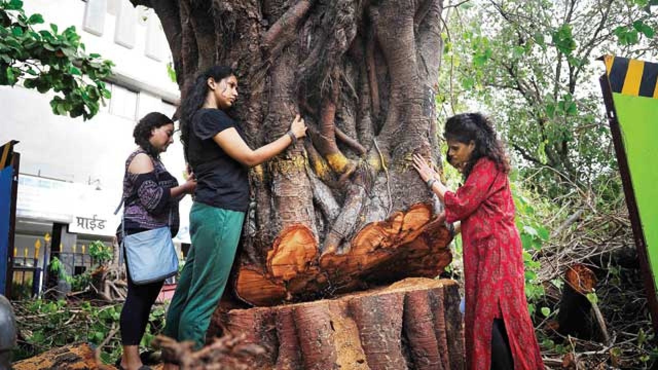 Activists raise question over Tree transplantation for Metro 3