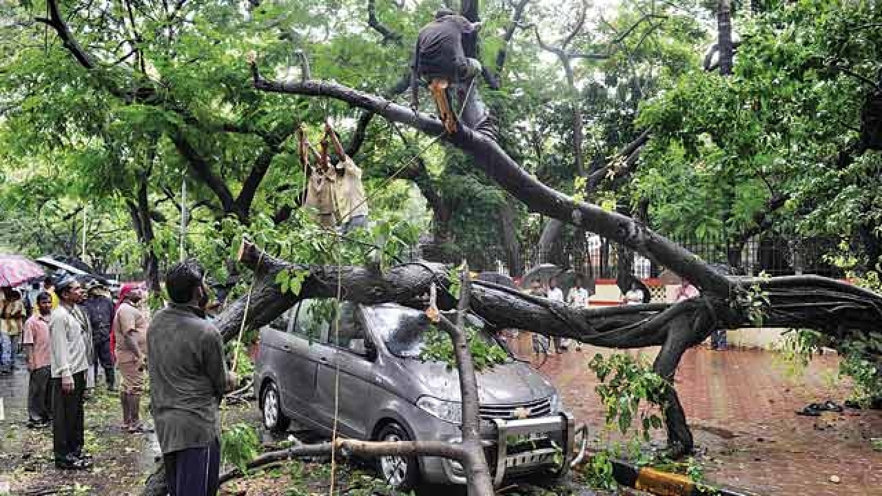 Naval officer's son dies after a tree falls on him