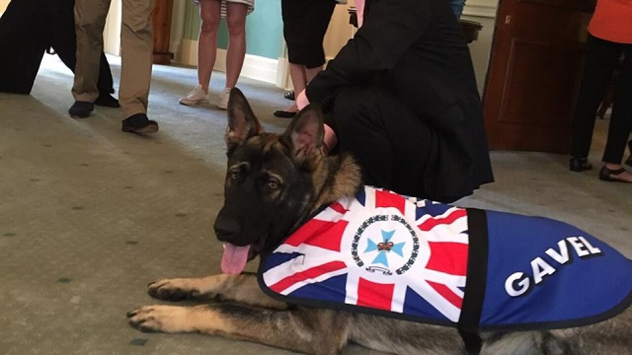 Queensland: Dog 'sacked' by police for being too friendly, gets new job ...