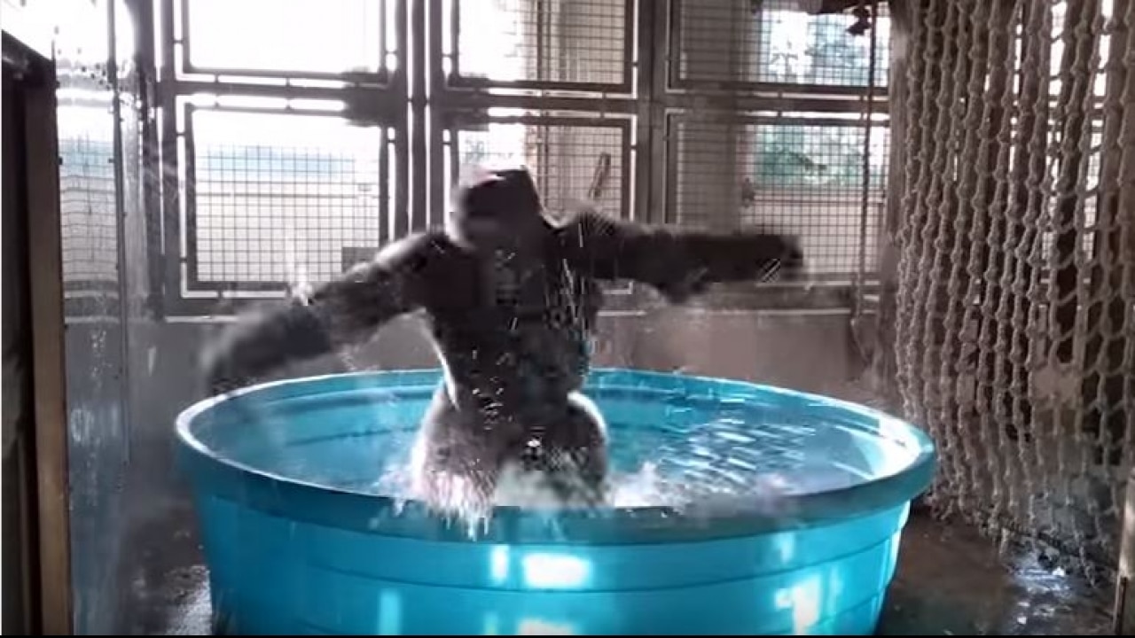 WATCH: This gorilla at the Dallas Zoo knows how to groove to the beat