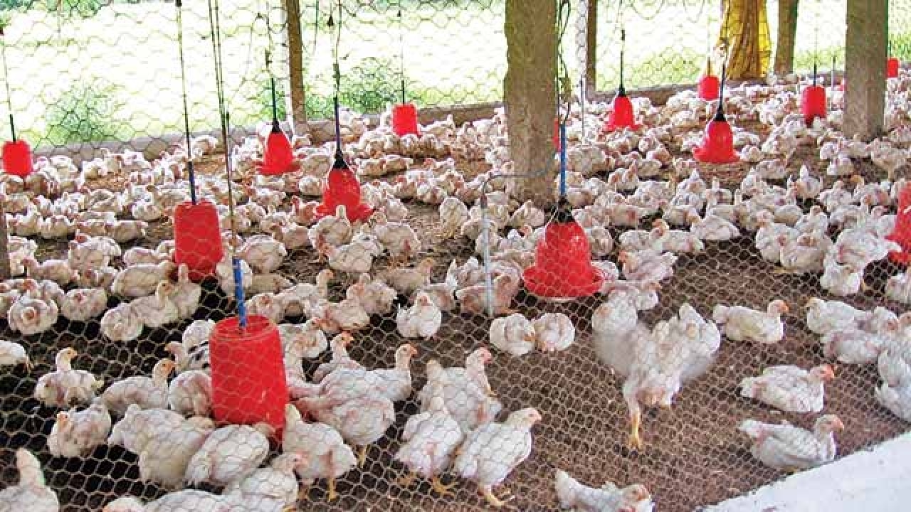 DNA Money Edit: Kerala's chicken revolution for other ...