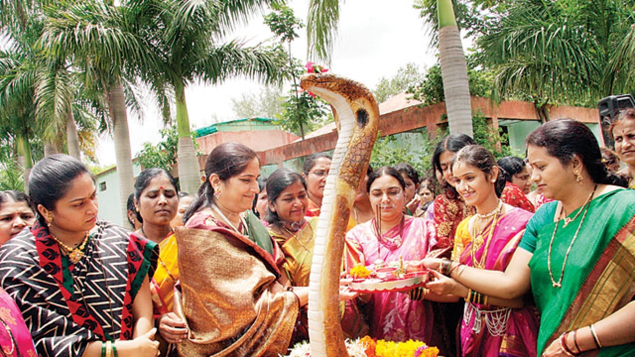 Bombay High Court refuses to lift ban on capture and exhibition of snakes for festival