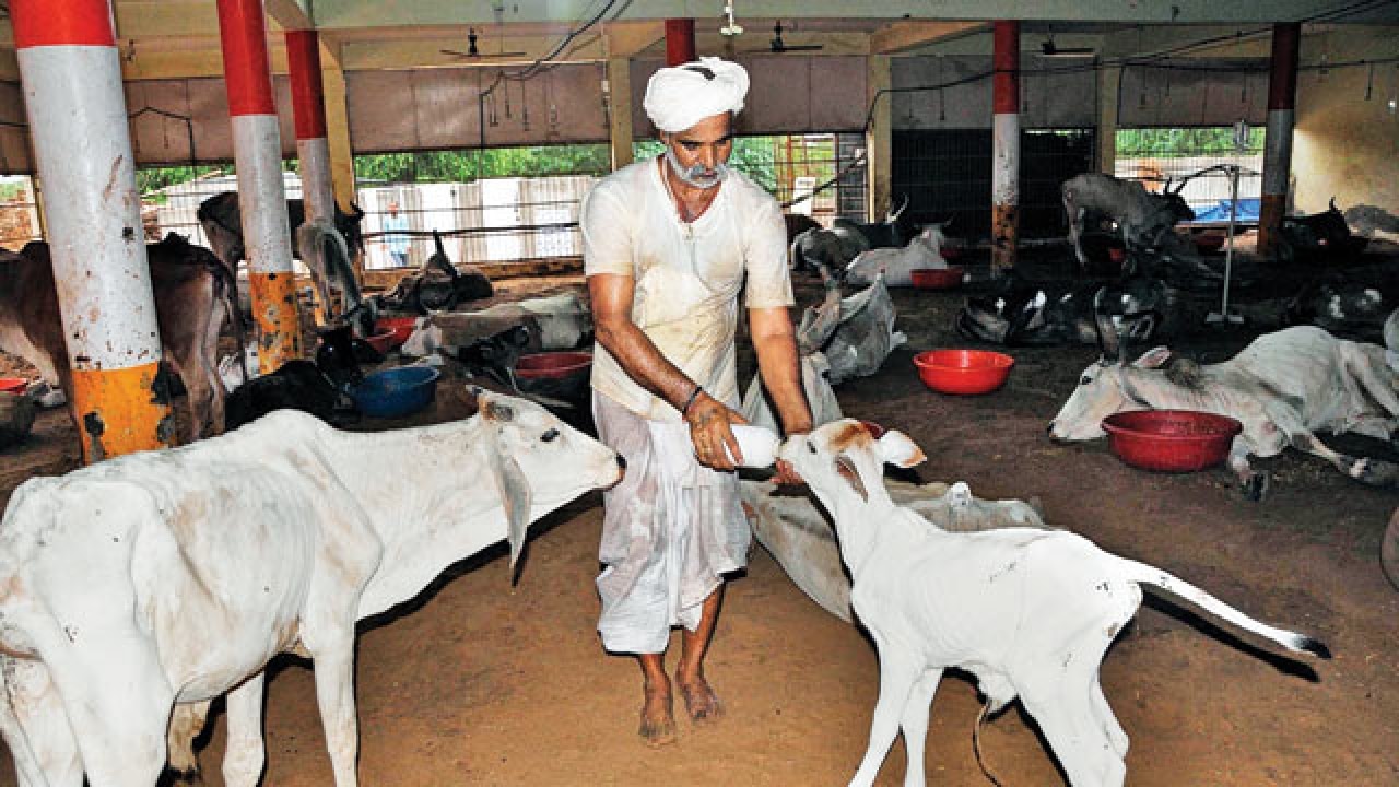 Bihar sets up its first shelter for cows