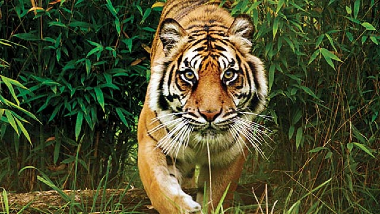 j-khand-dam-to-eat-into-land-for-tiger-habitat