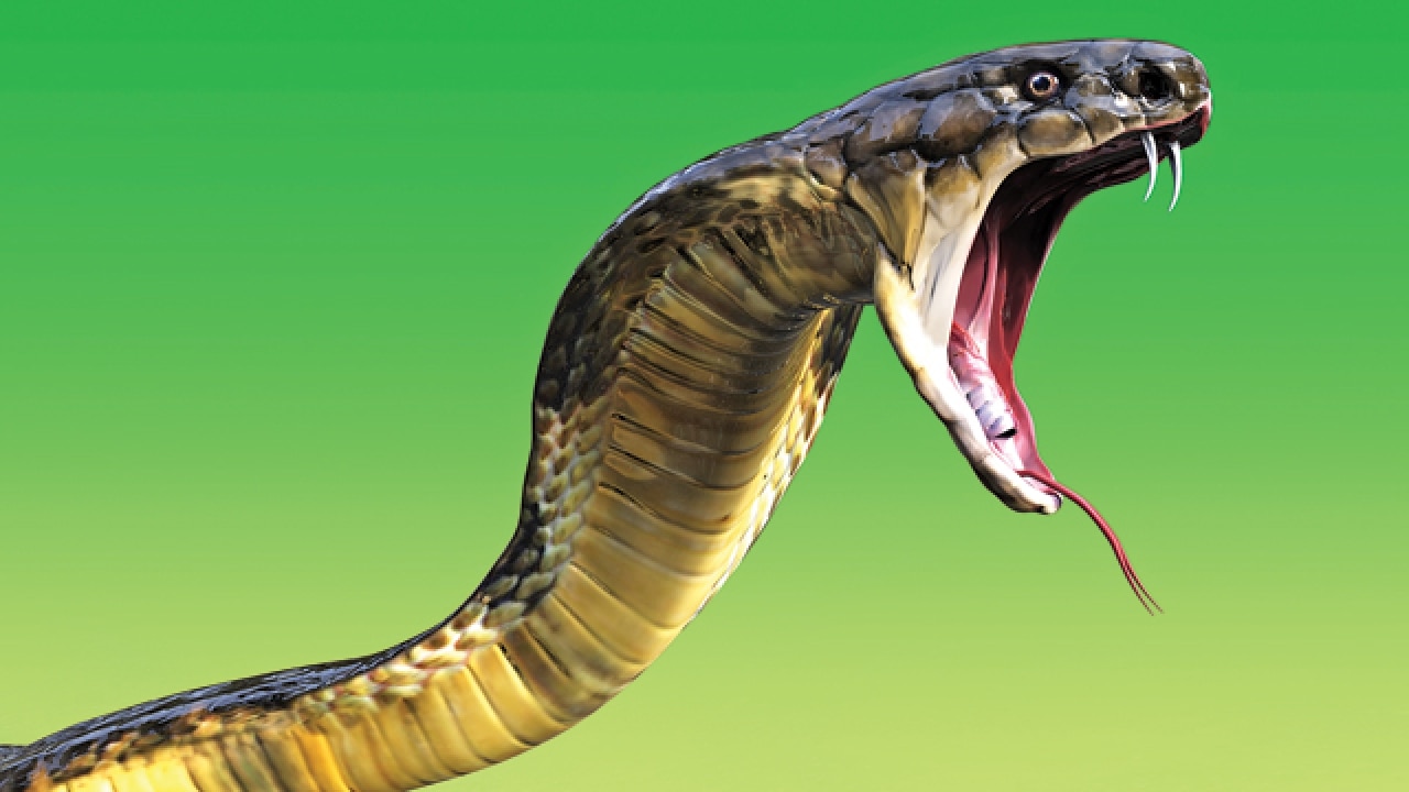 Battling the venom with Snakebite Mitigation project