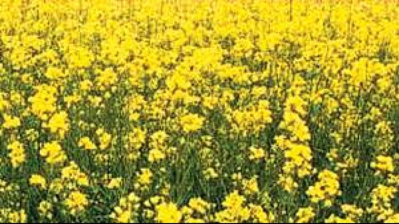 Govt to take a call on commercial rollout of GM mustard crop in next