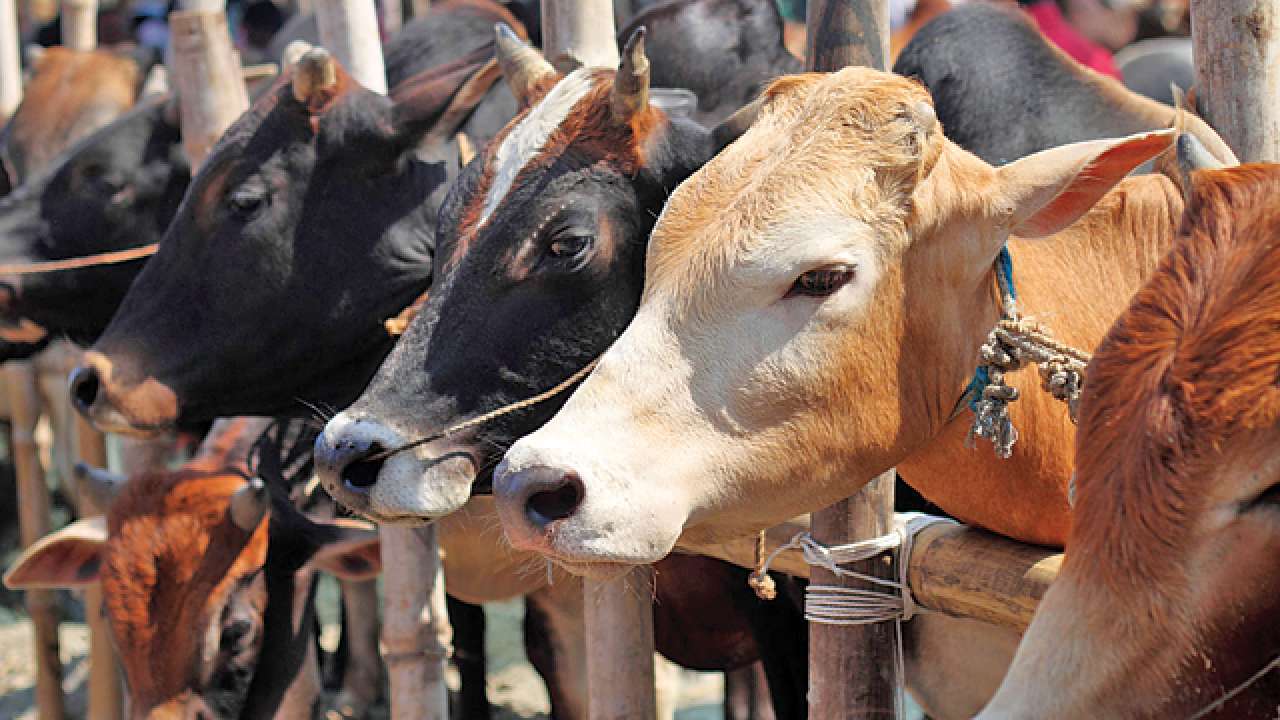Will use force to crack down on Bengal cow slaughter if needed Dr SK