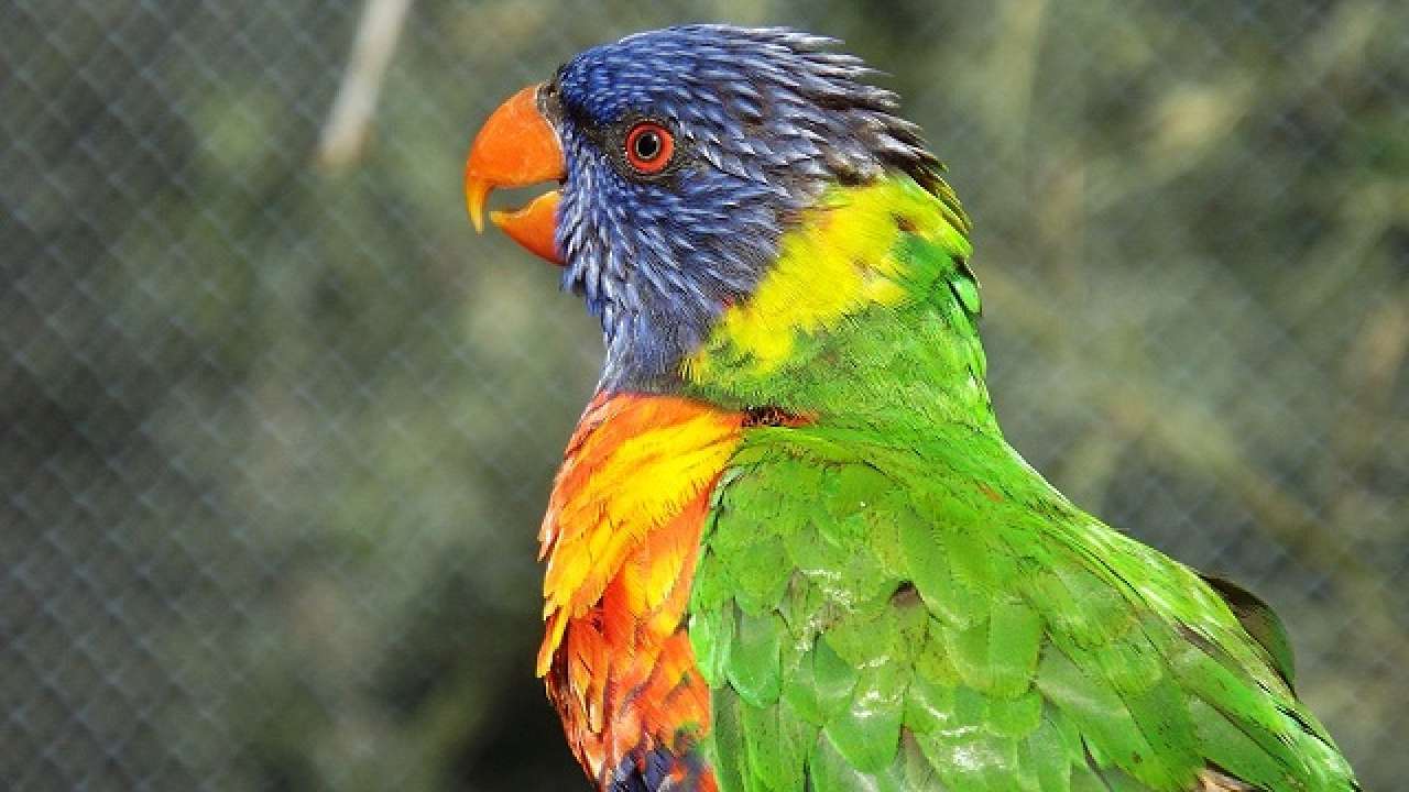 This is how birds get their colour! This is how birds get their colour!