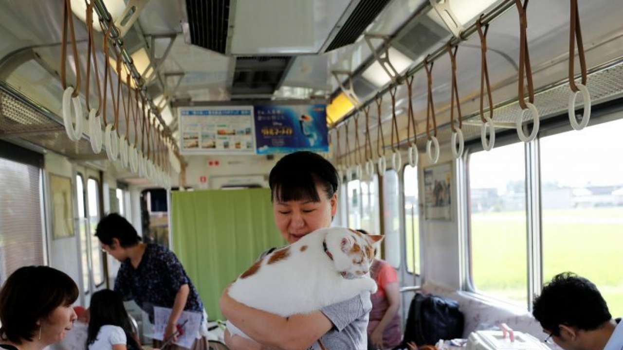 Japan Cats on a train! railway lets felines roam to raise awareness of