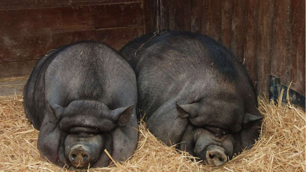 China Five detained for dumping 300 tonnes of diseased dead pigs