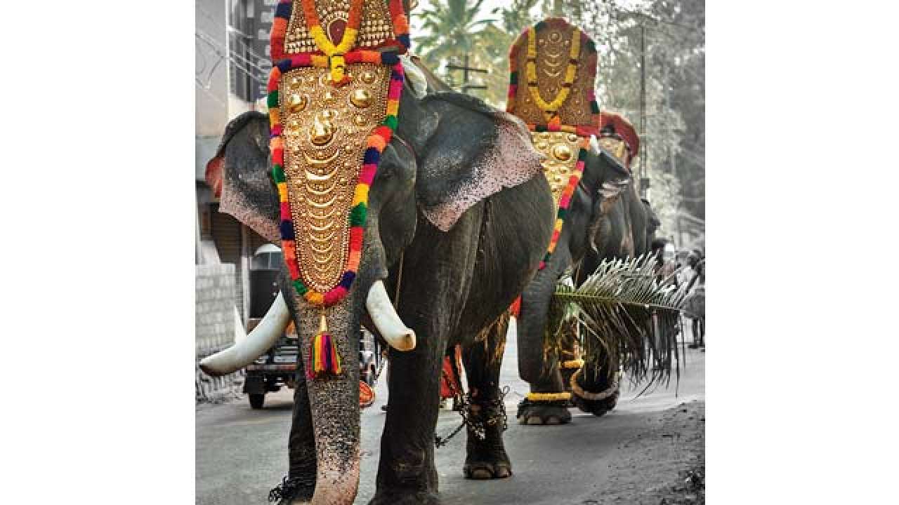 Amber Fort cancels elephant rides