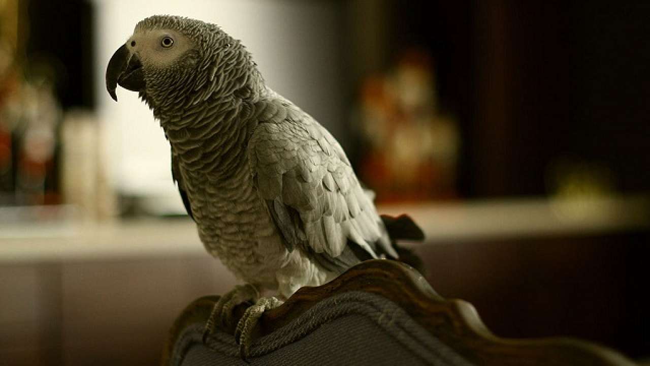 Hilarious! London parrot does online shopping by mimicking owner
