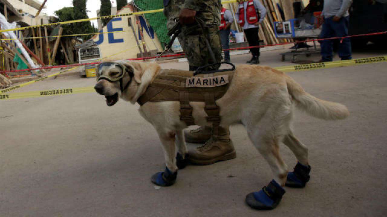 Meet Frida The Rescue Dog Who Emerged As Hero Of Mexican Earthquake