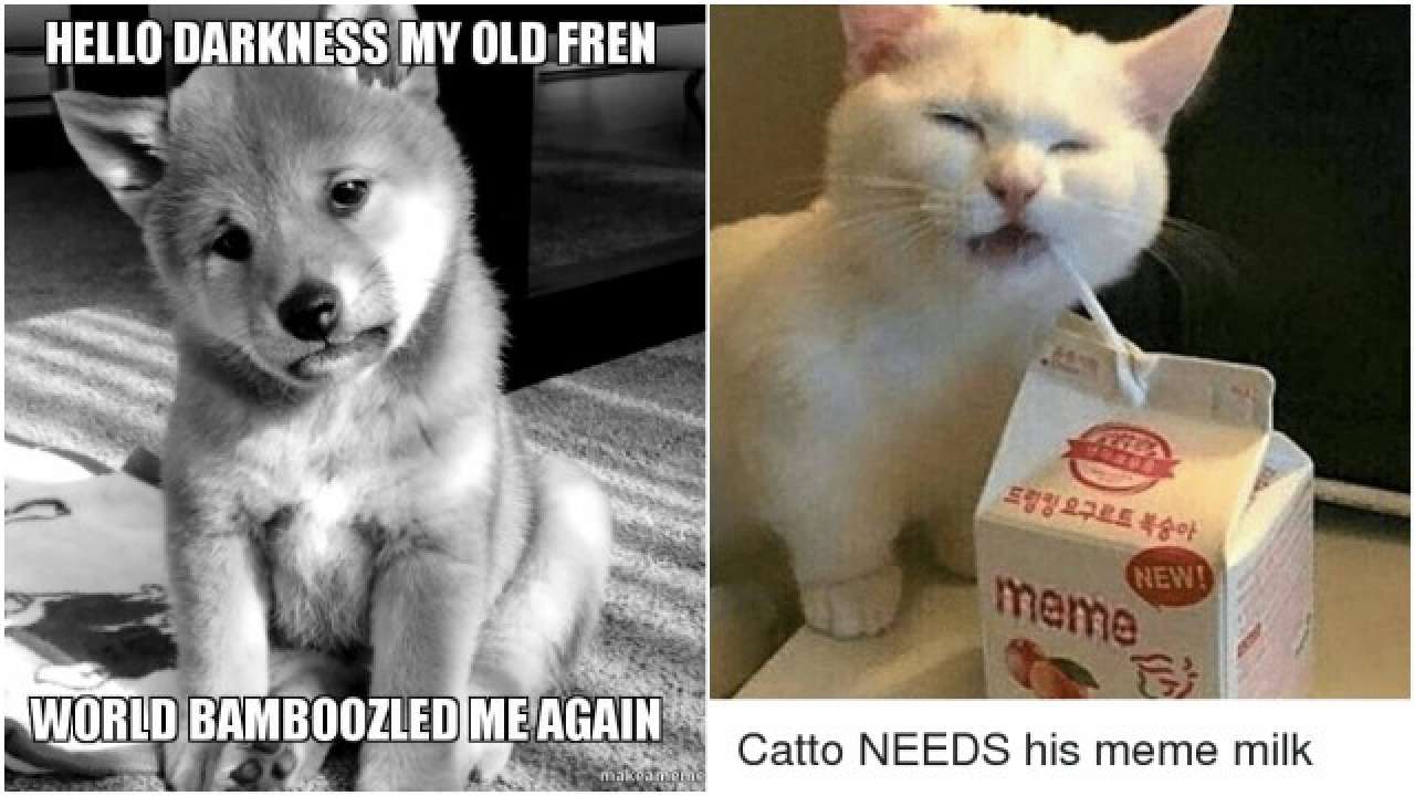 Doge Wow In Bread Meme Kekistan Dogright Funny Dog Doggo Memes Hd
