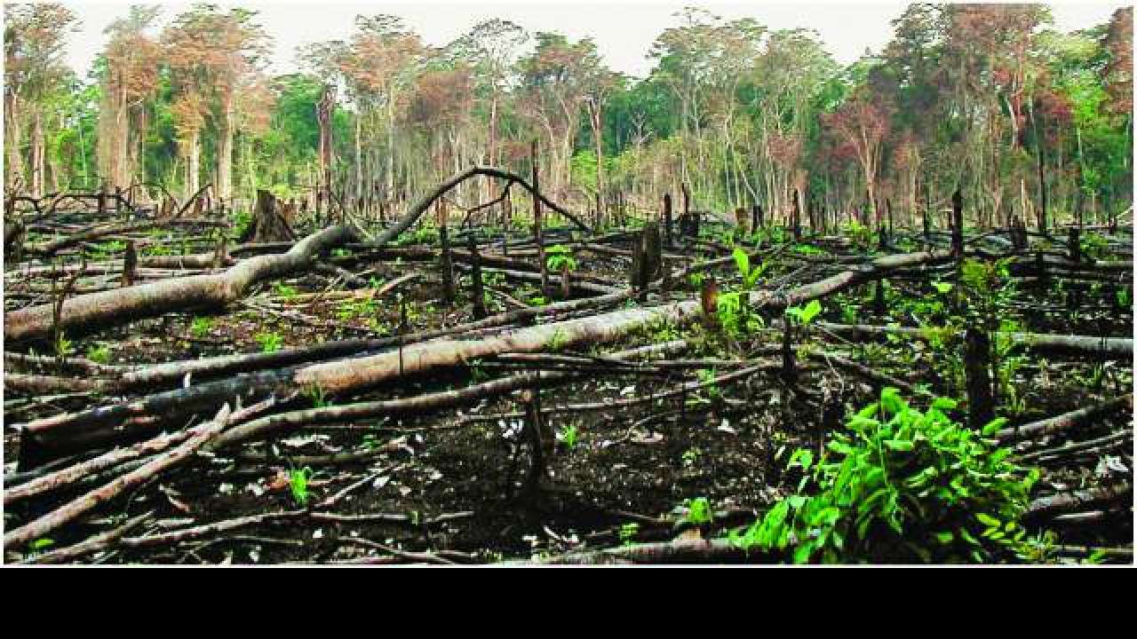 illegal-tree-felling-in-dang-s-purna-sanctuary-pil