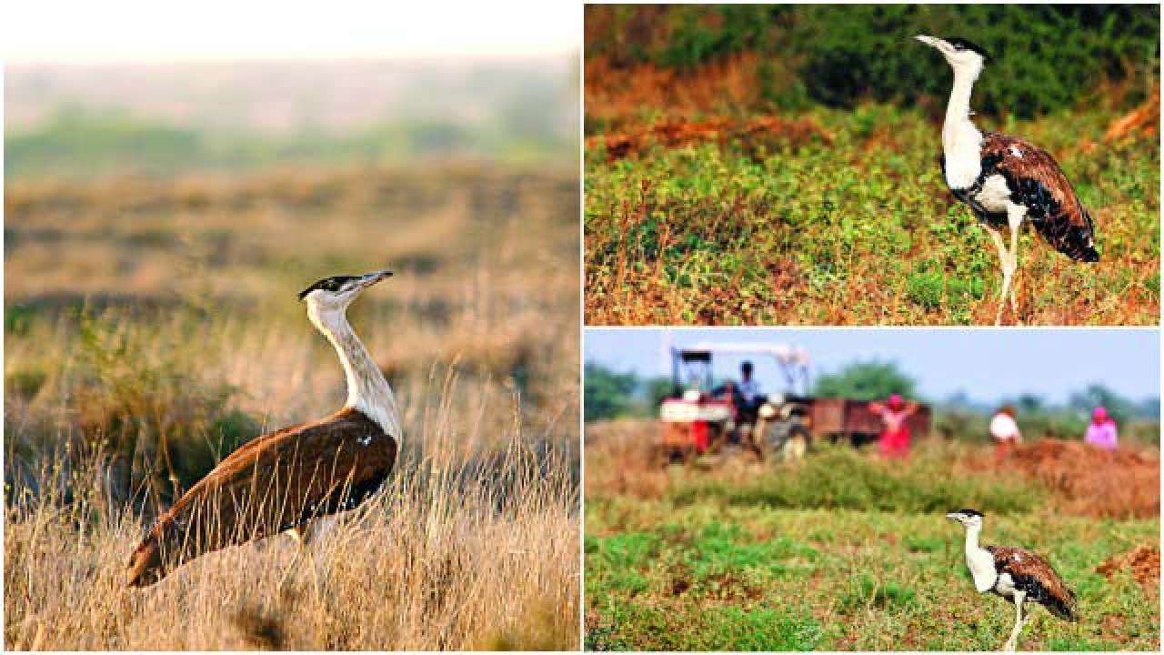 rescue birds level 16 grass grasslands rescue birds level 16 grass grasslands