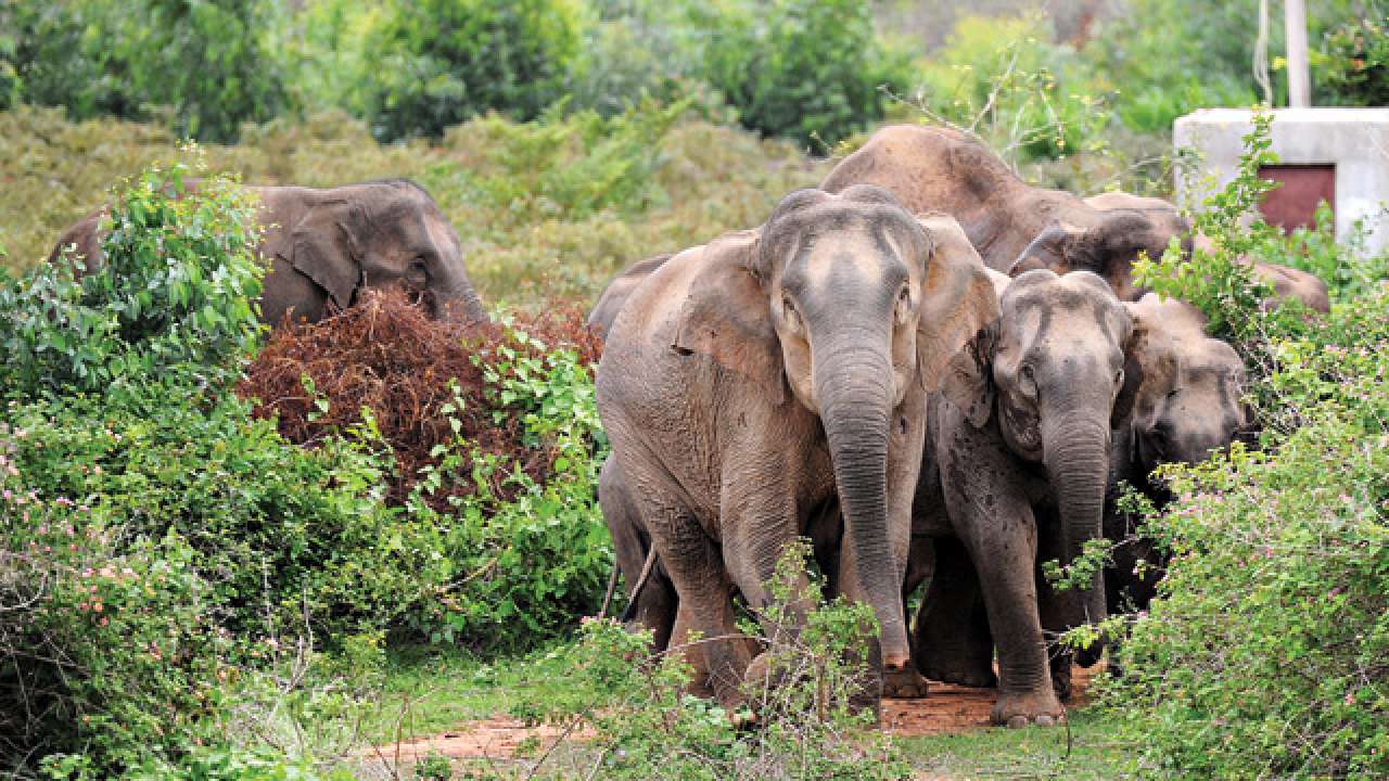 MoEF panel clears coal mine in Chhattisgarh elephant corridor