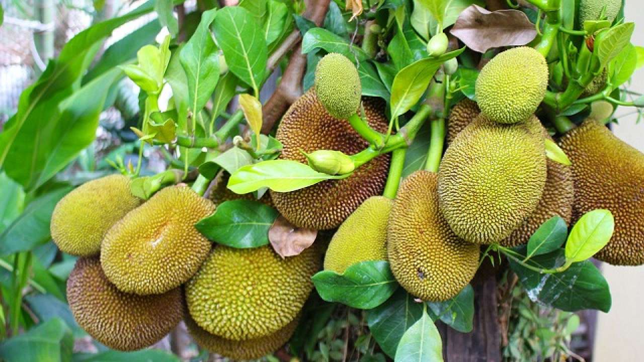 Why the fruit of durian smells like a spoiled herring 7 Why the fruit of durian smells like a spoiled herring 7