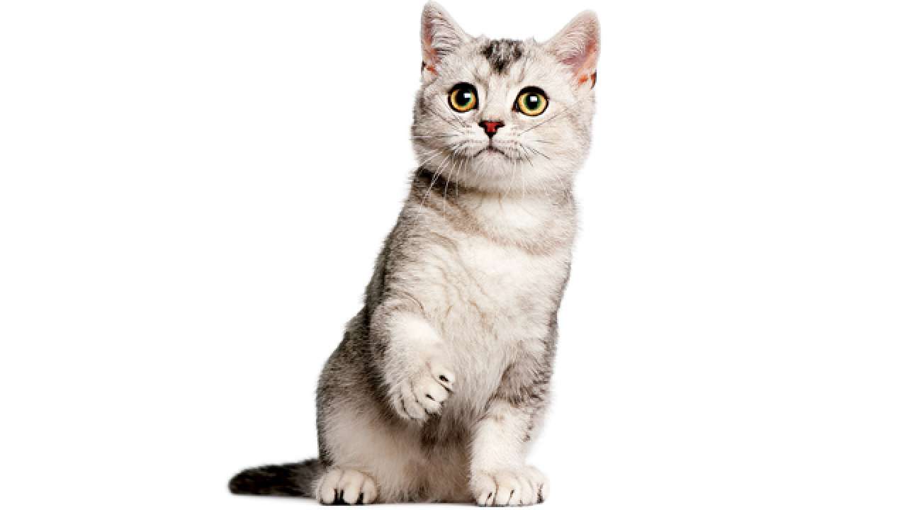 Picture Of Cat : Cartoon Cat Hd Stock Images Shutterstock / Use them in commercial designs under lifetime, perpetual & worldwide rights.